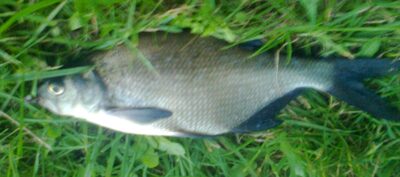 Karšis, 0,4 kg — Pakumulšių I-asis