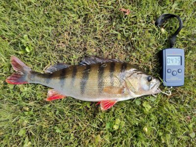 Ešerys, 0,4 kg — Sartai