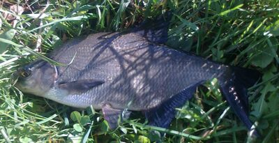 Karšis, 0,6 kg — Pakumulšių I-asis