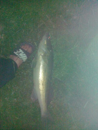Starkis, 3,5 kg — Grinkiškio