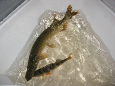 Lydeka, 1,6 kg