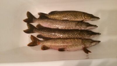 Lydeka, 4,8 kg
