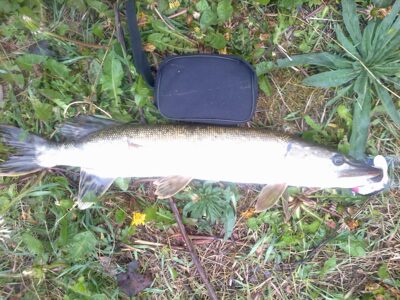 Lydeka, 2,5 kg