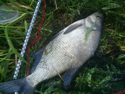 Karšis, 1,8 kg