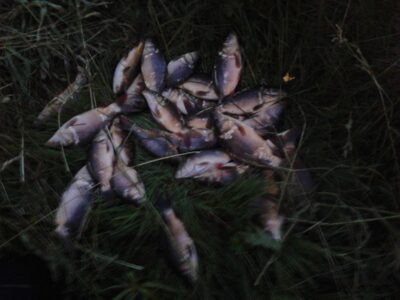 Paprastasis karpis ×38 — Vaidatonių