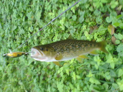Margasis upėtakis — Merkys