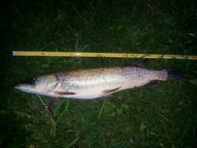 Lydeka, 1,8 kg — Naudžių