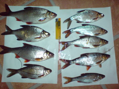 Paprastoji kuoja ×9