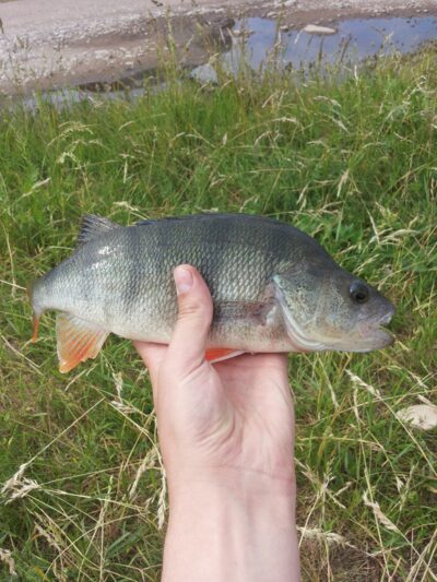 Ešerys, 0,4 kg