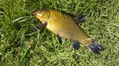 Lynas, 0,8 kg