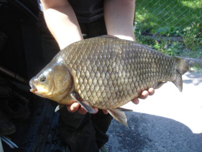 Sidabrinis karosas, 2,4 kg