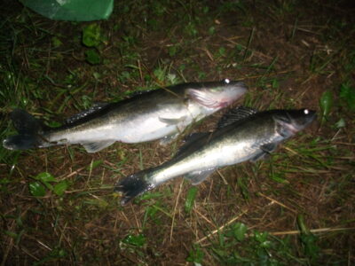 Starkis, 0,7 kg — Akademijos
