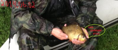 Auksinis karosas, 0,5 kg — Vilnoja