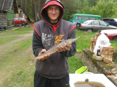 Žvaigždėtasis eršketas, 0,6 kg — Nemunas