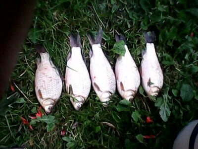 Sidabrinis karosas ×5