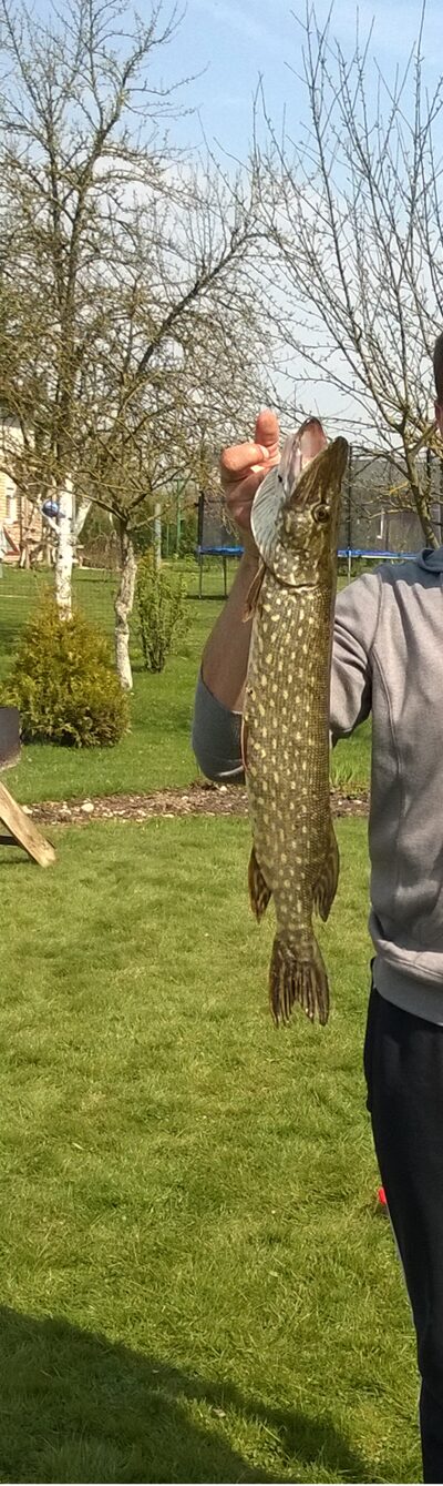 Lydeka, 1,5 kg — Ilgės