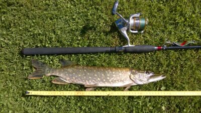 Lydeka, 0,8 kg