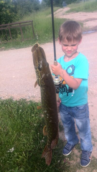 Lydeka, 0,5 kg