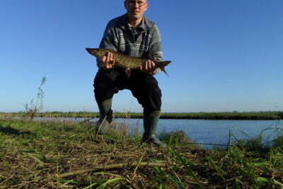 Lydeka, 2,0 kg — Pamarukas