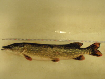 Lydeka, 2,8 kg