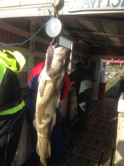 Menkė, 24,0 kg — Norvegijos jūra