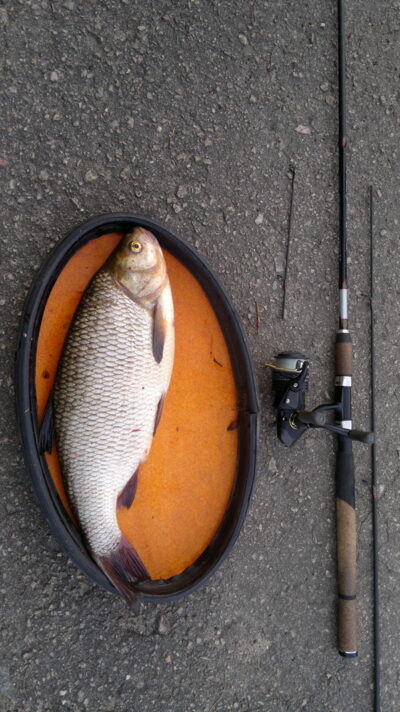 Mekne, 2,0 kg — Lėvuo
