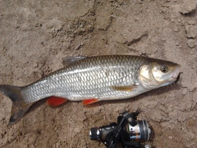 šapalas, 0,5 kg — Minija
