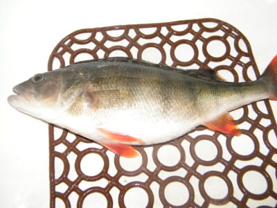 Ešerys, 0,9 kg — Liubiečius