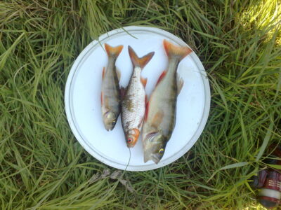 Ešerys, 0,1 kg