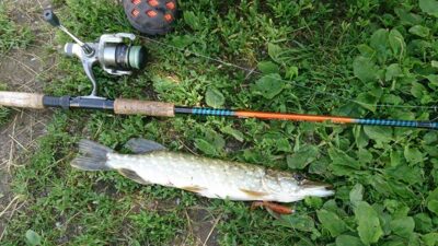 Lydeka, 0,5 kg — Kražantė