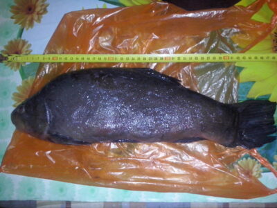 Lynas, 2,8 kg