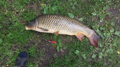 Paprastasis karpis, 8,6 kg — Kryžiškių