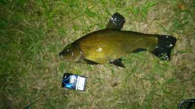 Lynas, 1,4 kg — Ubiškės