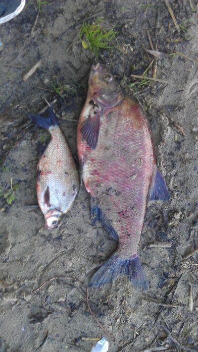 Karšis, 3,2 kg — Kauno marių