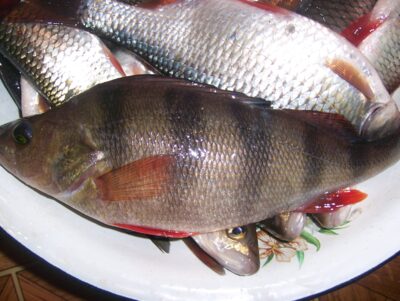 Ešerys, 0,4 kg — Lėvuo