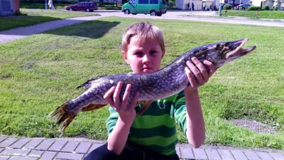 Lydeka, 2,2 kg — Nevėžis