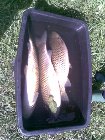 Baltasis amūras ×3