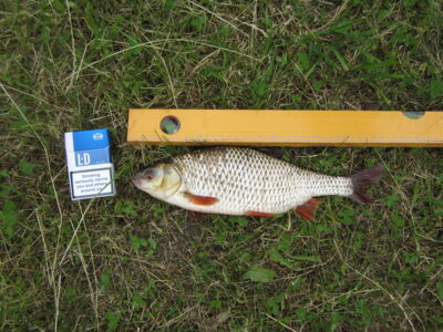 Paprastoji kuoja, 0,6 kg — Paežerių