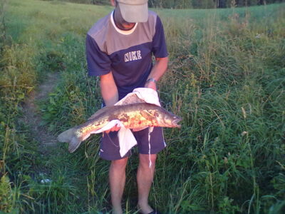 Starkis, 2,8 kg