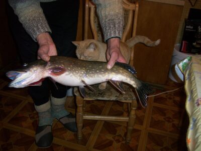 Lydeka, 3,1 kg — Lėvuo