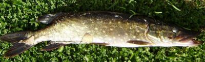Lydeka, 1,5 kg — Ruoliškis