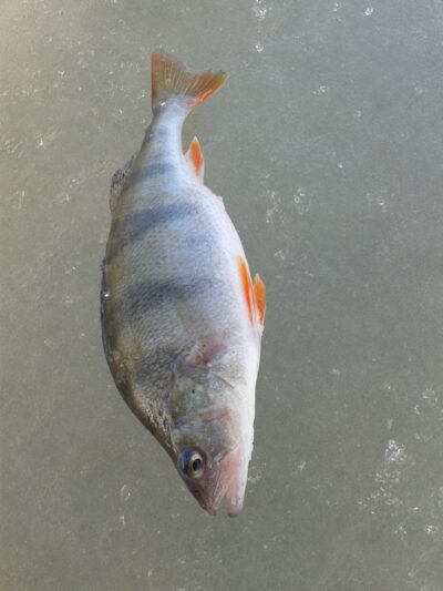Ešerys, 0,6 kg — Kuršių