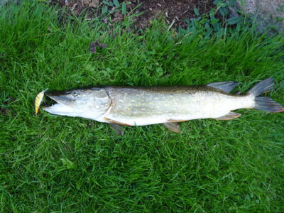 Lydeka, 2,3 kg — Ubiškės