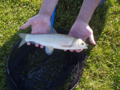 Baltasis plačiakaktis, 0,6 kg