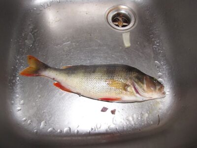 Ešerys, 0,3 kg — Kražantė