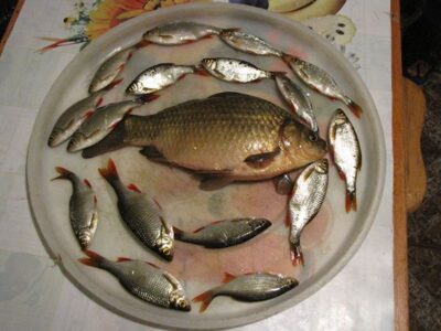 Auksinis karosas, 0,7 kg — Mėdaus I-asis