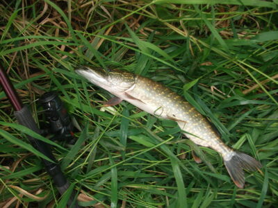 Lydeka, 0,9 kg — Nevėžis