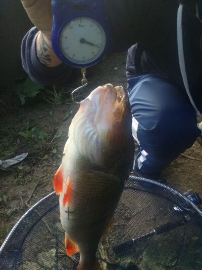 Ešerys, 1,6 kg