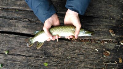Lydeka, 0,4 kg