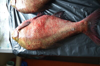 Karšis, 3,4 kg — Kauno marių